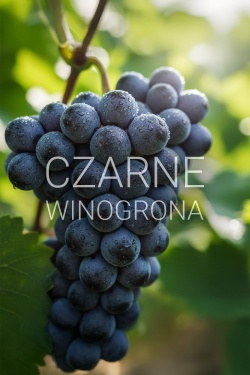 DEEP - czarne winogrona
